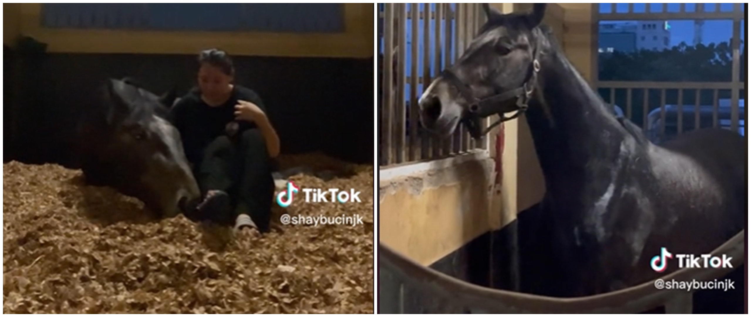 Aksi viral wanita datangkan kuda dari Jerman ke Indonesia, netizen penasaran biaya transportasinya