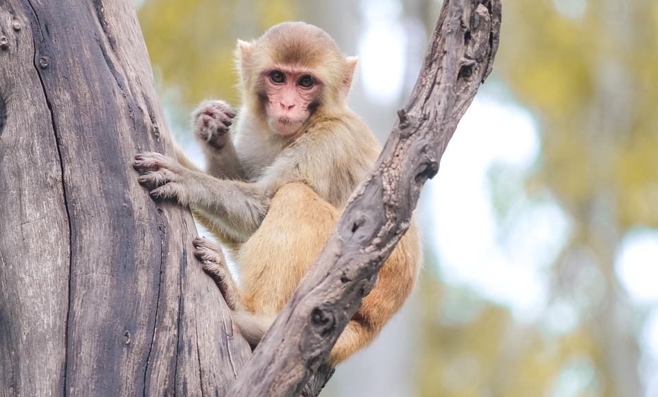 11 Arti mimpi monyet masuk rumah, jadi pertanda buruk di kehidupan nyata