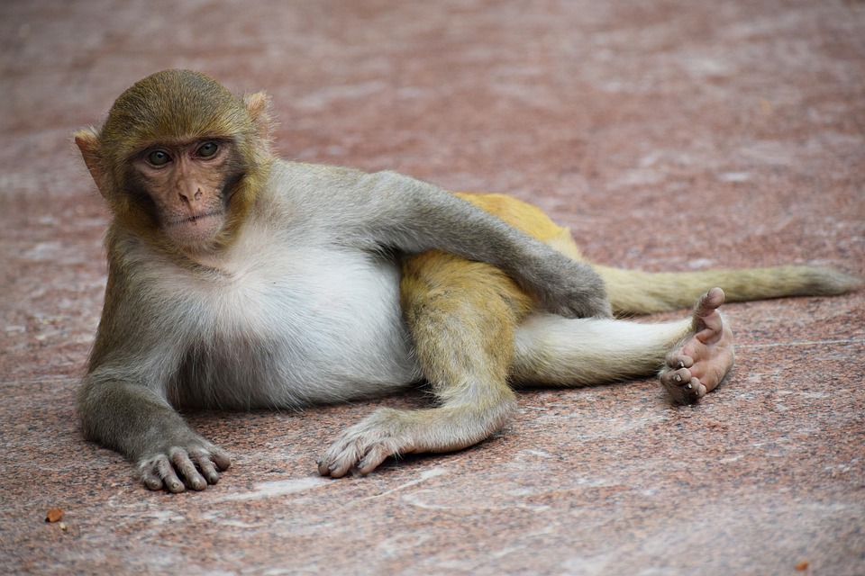 11 Arti mimpi monyet masuk rumah, jadi pertanda buruk di kehidupan nyata