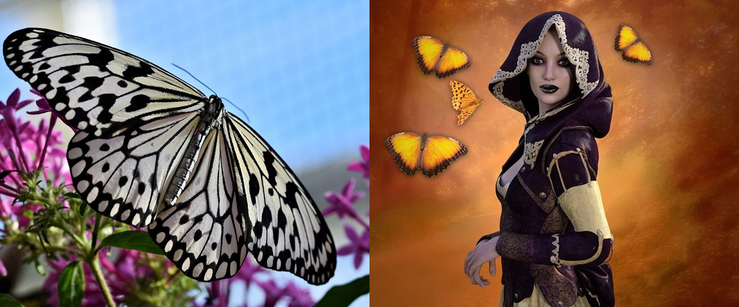 11 Arti mimpi melihat kupu-kupu, disebut membawa pertanda baik bagi si pemimpi