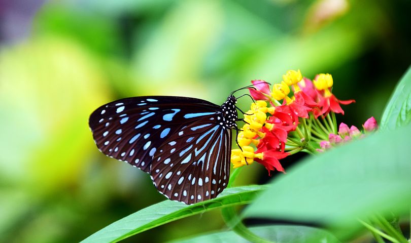11 Arti mimpi melihat kupu-kupu, disebut membawa pertanda baik bagi si pemimpi