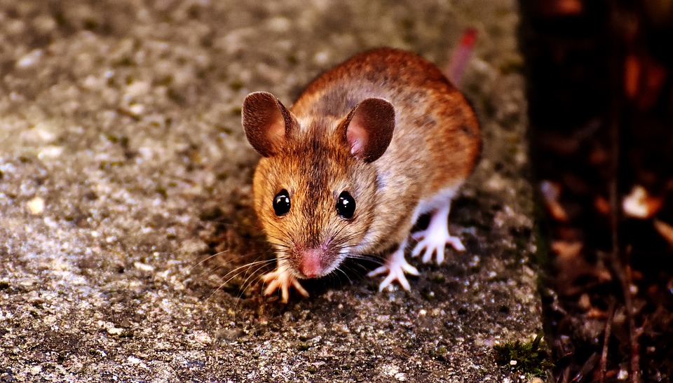 11 Arti mimpi melihat tikus, tanda datangnya masalah dalam kehidupan nyata