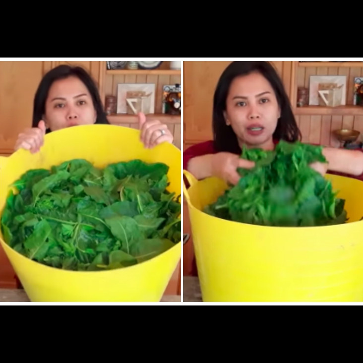 Tanpa bahan pengawet, ini cara simpan bayam agar segar dan tetap enak hingga berbulan-bulan