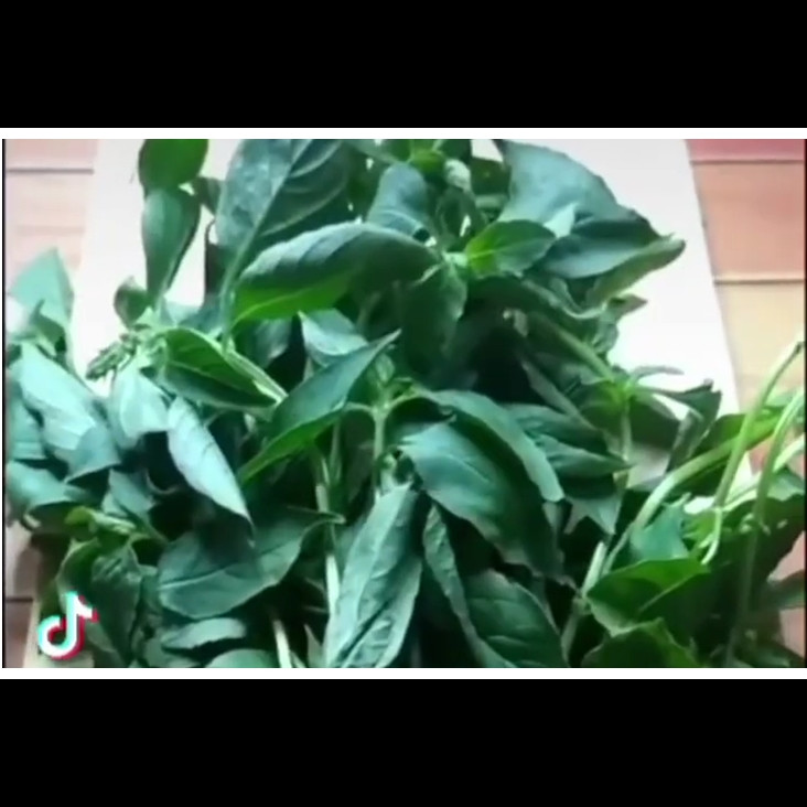 Tanpa perlu direndam air, ini cara menyimpan daun kemangi agar awet hingga seminggu meski tanpa kulkas