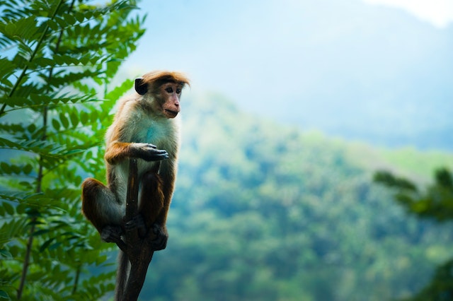 20 Arti mimpi monyet menurut psikologi, bisa jadi emosional yang tidak stabil