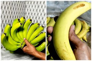 Tanpa bahan tambahan, begini trik mematangkan pisang cavendish agar kuningnya merata