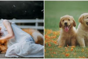 15 Arti mimpi digigit anjing menurut psikologi, benarkah isyarat mara bahaya?