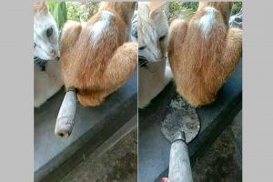 11 Momen lucu hampir tertipu ini endingnya bikin ketawa kesal, ada-ada saja