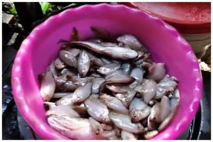 Tanpa pisau, ini cara cepat membersihkan sisik ikan dalam jumlah banyak hanya 2 menit
