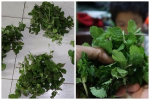 Cara menyimpan daun mint agar tetap hijau dan tak layu hingga 1 minggu