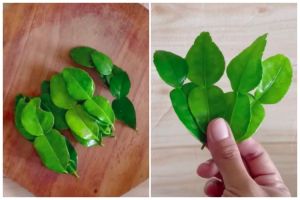 Tanpa perlu direndam air, ini cara menyimpan daun jeruk agar tetap hijau dan awet hingga dua bulan