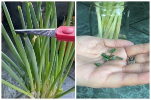 Dapat bertahan hingga 1 bulan di suhu ruang, ini cara jitu menyimpan daun bawang utuh biar tak layu