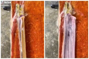 Cara praktis memfillet belut sampai tulangnya tak bersisa dan daging tak hancur