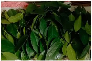 Tanpa perlu dimasukkan kulkas, ini cara menyimpan daun cincau agar tetap segar dan awet seminggu