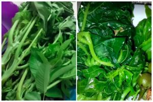 Pakai satu bahan dapur, ini trik merebus daun pepaya agar cepat empuk dan antipahit