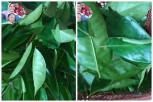 Cara menyimpan daun salam di suhu ruang, tetep hijau sampai berbulan-bulan