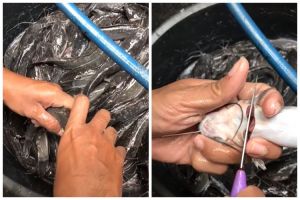 Tanpa garam dan digetok, begini cara mematikan lele dengan mudah