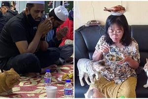 11 Momen lucu kucing ikut makan bareng manusia ini tingkahnya bikin gemas sekaligus ngakak
