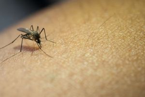 Hanya pakai 2 bahan minuman, ini trik hilangkan bekas luka kaki gigitan nyamuk agar kulit jadi mulus