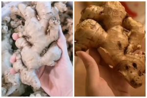 Cukup gunakan 2 bahan dapur, ini cara menyimpan jahe agar tetap fresh dan tahan lama