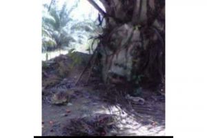 11 Potret kocak tumbuhan nyeleneh ini nggak biasa banget, ada yang serem sampai punya pakaian sendiri