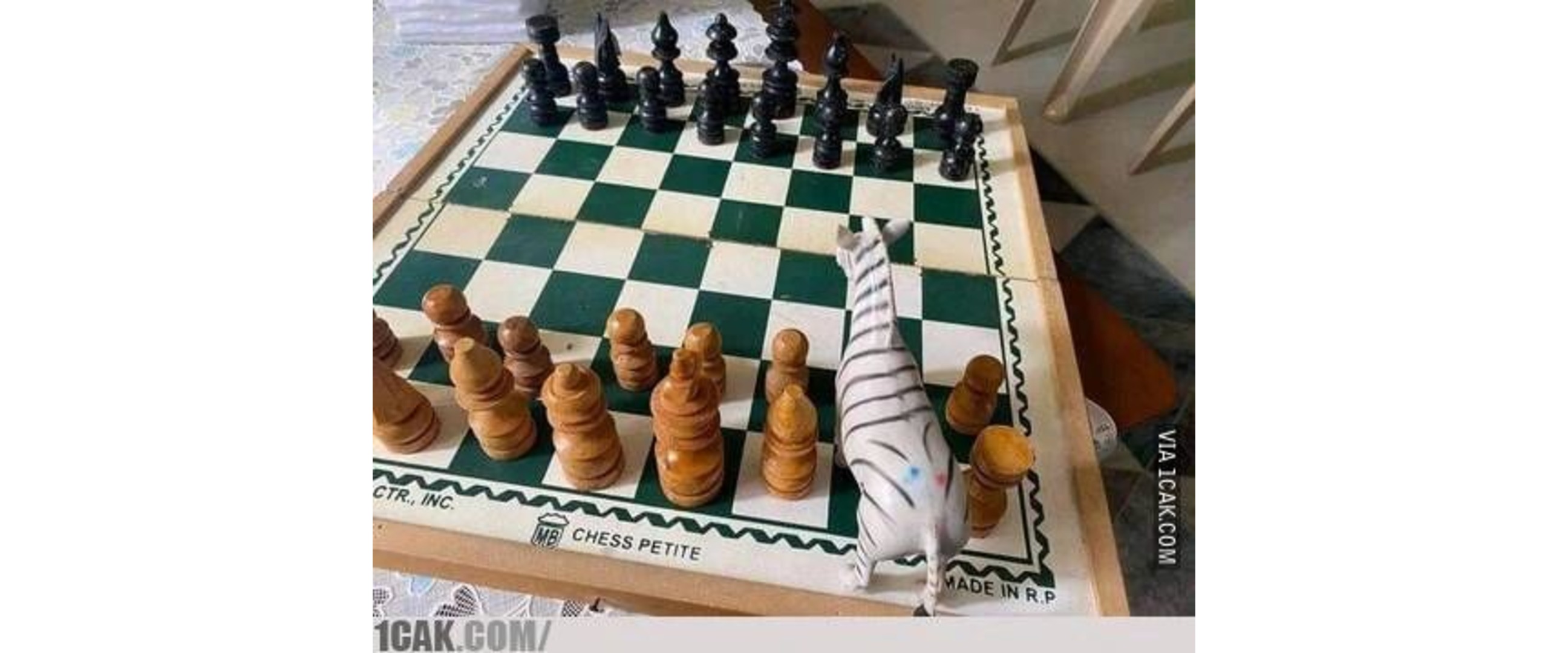 Nyeleneh parah, 11 potret kocak orang main catur ini bikin sang master gagal paham