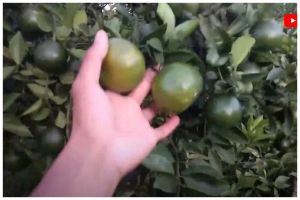 Pakai 1 bahan dapur, begini cara mempermanis buah jeruk secara alami