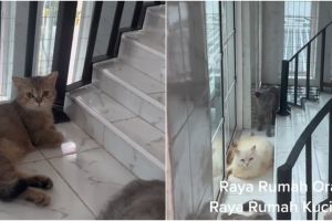 Kandang kucing ini bentuknya bak rumah gedongan, 8 potret penampakannya bikin manusia auto iri