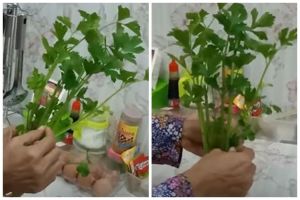 Tanpa dimasukkan kulkas, ini cara simpel menyimpan seledri agar tetap segar hingga 1 minggu