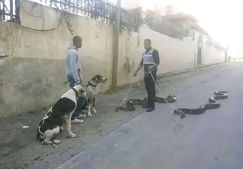 Nyeleneh abis, 11 potret aksi kocak ajak jalan-jalan hewan piaraan ini bikin kepala penuh pertanyaan