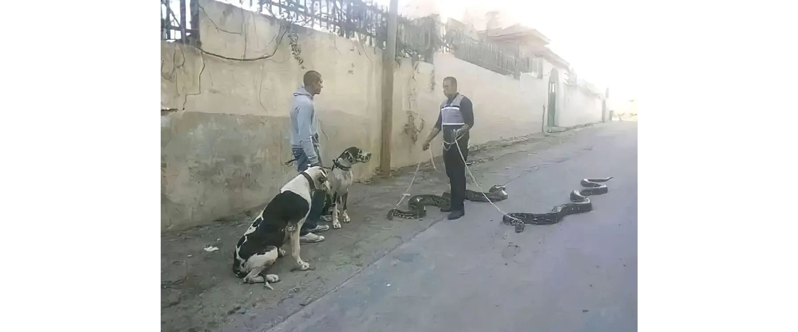 Nyeleneh abis, 11 potret aksi kocak ajak jalan-jalan hewan piaraan ini bikin kepala penuh pertanyaan