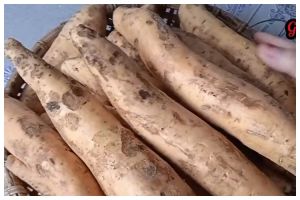 Tanpa tambahan bahan dapur, ini cara menyimpan ubi jalar agar tidak bertunas dan awet hingga 6 bulan