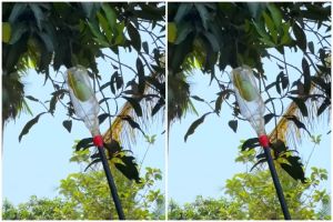 Cerdik, pria ini tunjukkan cara bikin alat pemetik buah mangga modal 1 limbah anorganik