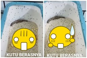 Cara ampuh mengusir kutu beras dalam box, cukup pakai satu sampah dapur