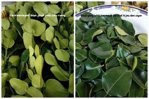 Tanpa kulkas, begini trik menyimpan daun jeruk agar tetap segar dan hijau sampai 17 hari
