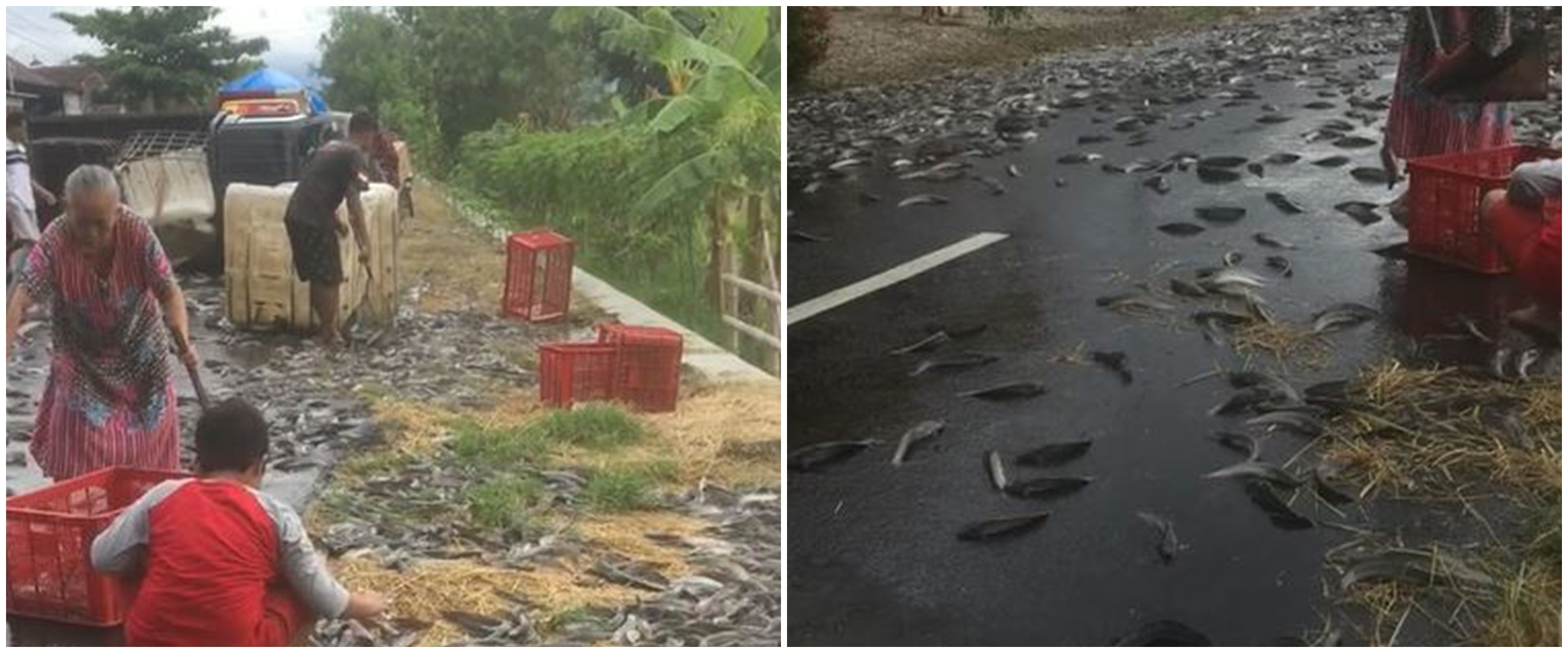 Momen truk membawa ribuan lele terguling di jalanan, sikap warga sekitar ini di luar dugaan