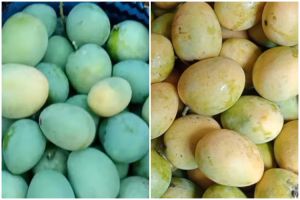 Bukan pakai obat, ini cara cepat mematangkan mangga secara alami