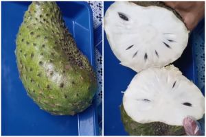 Cuma pakai 1 alat, ini cara cepat bersihkan biji sirsak tanpa khawatir daging buahnya terbuang banyak