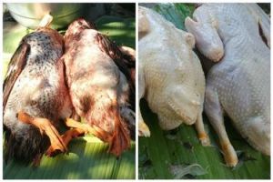 Tanpa mesin dan lilin, begini cara cepat mencabut dan membersihkan bulu bebek