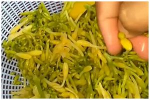 Tanpa asam jawa dan daun jambu biji, ini trik ampuh hilangkan rasa pahit bunga pepaya