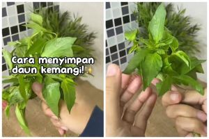 Tanpa direndam di air, begini cara simpan kemangi agar daunnya segar dan tidak menghitam