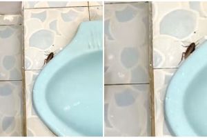 Simpel banget, begini trik taklukkan kecoa tanpa produk pembasmi