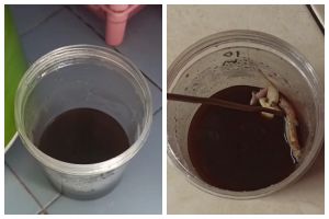 Cara sederhana bikin perangkap cicak cuma pakai 2 bahan dapur, mudah ditiru