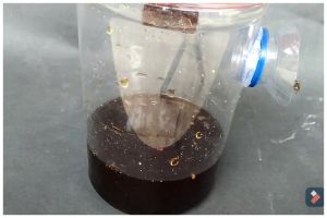 Cara membuat perangkap lalat pakai 2 bumbu dapur, praktis dan ekonomis