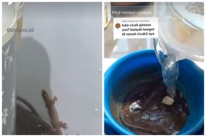 Tak perlu bikin perangkap, ini cara sederhana cegah cicak datang cuma pakai 1 bahan dapur