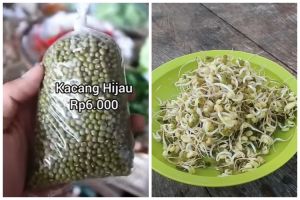 Tanpa ditanam, begini trik bikin tauge dari kacang hijau menggunakan botol bekas