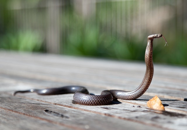 11 Arti mimpi dikejar ular, bisa jadi adanya kesulitan di masa mendatang