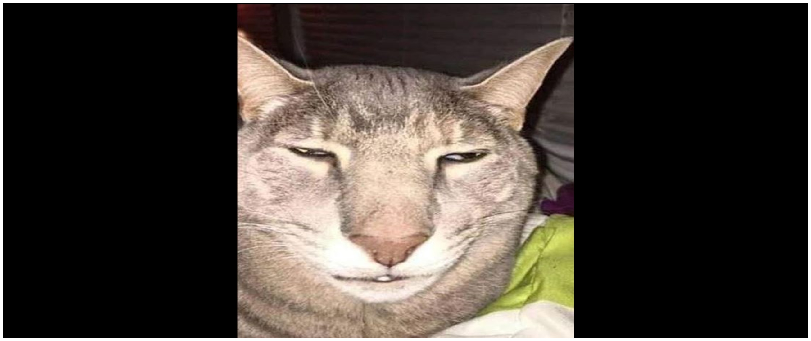 11 Potret kocak kucing selfie ini posenya gemesin abis, jadi pengen cubit