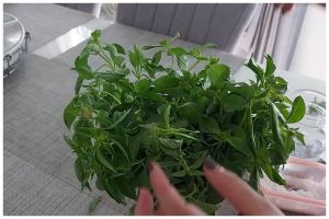 Pakai 1 bahan dapur, trik mengawetkan kemangi ini bikin daunnya tetap hijau berminggu-minggu