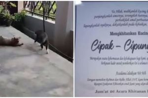Viral khitanan kucing dimeriahkan dangdut hingga jaranan, pemilik hajatan ungkap alasannya